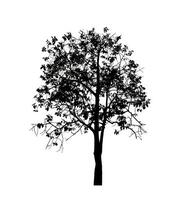 arbre silhouette pour brosse sur blanc Contexte. photo