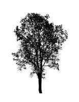arbre silhouette pour brosse sur blanc Contexte. photo