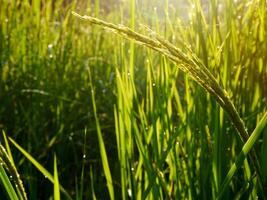 riz champ dans le Matin. photo