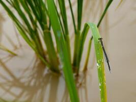 riz champ dans le Matin. photo