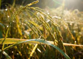 riz champ dans le Matin. photo