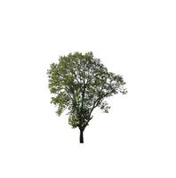 les arbres isolés sur fond blanc conviennent à la fois à l'impression et aux pages Web photo