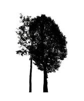 arbre silhouette pour brosse sur blanc Contexte. photo