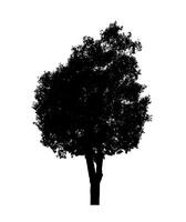 arbre silhouette pour brosse sur blanc Contexte. photo