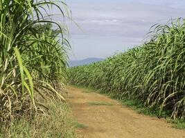 champ de canne à sucre au lever du soleil en thaïlande photo