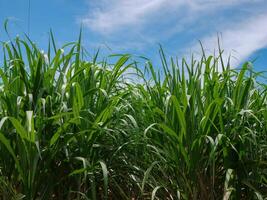 sucre canne avec ciel photo