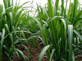 sucre canne avec ciel photo