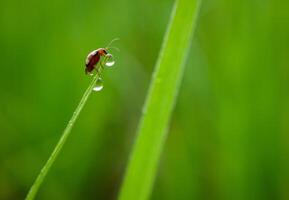 herbe et Matin rosée abstrait. photo