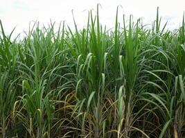 plantations de canne à sucre, la plante tropicale agricole en thaïlande. photo