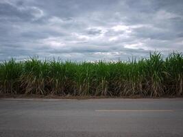 plantations de canne à sucre, la plante tropicale agricole en thaïlande. photo