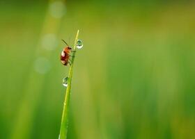 herbe et Matin rosée abstrait. photo