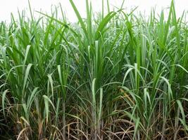 plantations de canne à sucre, la plante tropicale agricole en thaïlande. photo
