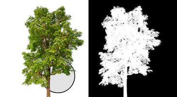 isolé arbre sur transparent image Contexte avec coupure chemin, Célibataire arbre avec coupure chemin et alpha canal sur noir photo