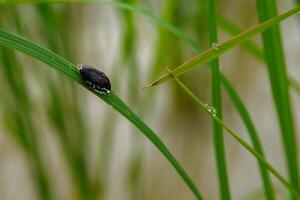 herbe et Matin rosée abstrait. photo