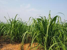 plantations de canne à sucre, la plante tropicale agricole en thaïlande photo