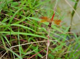 libellule dans une herbe. photo