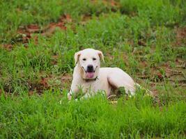 content chien. mignonne chien séance sur vert herbe Contexte. photo