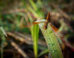 libellule dans une herbe. photo