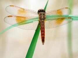 libellule dans une herbe. photo