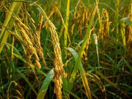 champ de riz au coucher du soleil. photo