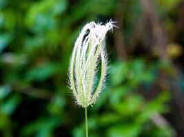 Matin herbe fleurs ensoleillement photo