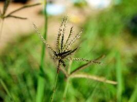 Matin herbe fleurs ensoleillement photo