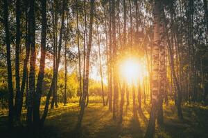 le coucher du soleil ou lever du soleil dans une printemps bouleau forêt avec brillant Jeune feuillage embrasé dans le des rayons de le Soleil. ancien film esthétique. photo