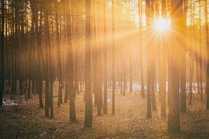 rayons de soleil éclairant le les troncs de pin des arbres à le coucher du soleil ou lever du soleil dans un de bonne heure hiver pin forêt. esthétique de ancien film. photo