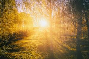 le coucher du soleil ou lever du soleil dans une printemps bouleau forêt avec brillant Jeune feuillage embrasé dans le des rayons de le Soleil. ancien film esthétique. photo