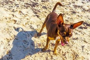 chien chihuahua mexicain sur la plage playa del carmen mexique.