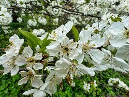 blanc fleurs épanouissement sur arbre branches photo