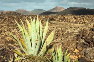 timanfaya nationale parc dans lanzarote, canari îles, Espagne photo