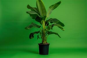 ai généré banane plante dans une pot sur une vert Contexte avec copie espace photo