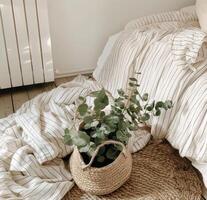 chambre avec lit et plante panier photo