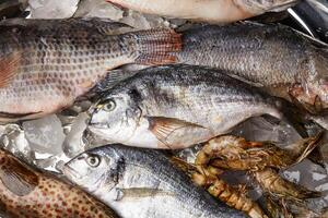 mer basse poisson ou Sibas isolé sur la glace cubes table Haut vue de arabe poisson marché photo