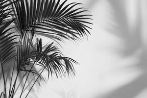 paume arbre dans noir et blanc photo