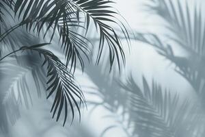 paume arbre dans noir et blanc photo