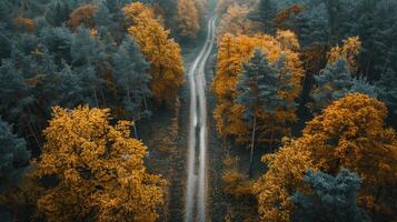 ai généré route Coupe par forêt photo