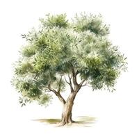 ai généré main tiré aquarelle La peinture de olive arbre sur blanc Contexte photo