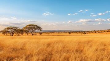 ai généré une vaste, d'or savane avec acacia des arbres sur le horizon. génératif ai photo