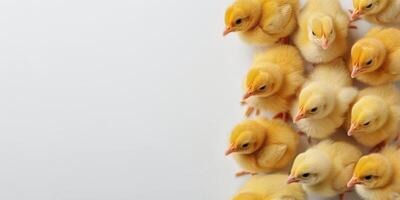 ai généré groupe de petit Jaune poulets permanent ensemble photo