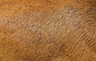 texture de poils d'animaux photo