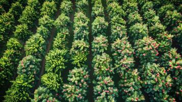 ai généré aérien vue de champ avec des arbres et fleurs photo