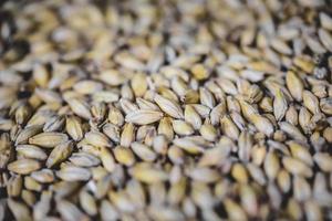 texture de grain de bière d'orge maltée en studio. photo