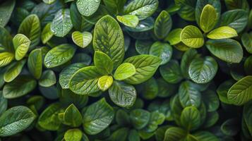 proche en haut de plante avec bleu fleurs et vert feuilles photo