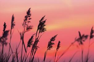 champ avec grand herbe et le coucher du soleil Contexte photo