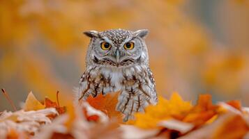 hibou perché sur pile de feuilles photo