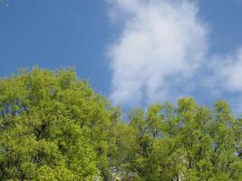 Naturel scène avec des arbres Contexte photo