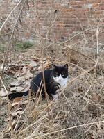 bicolore noir et blanc chat photo