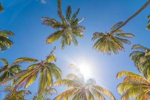 palmiers et soleil
